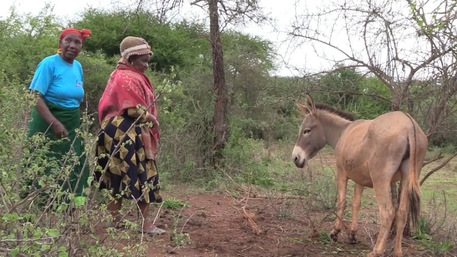 Donkeys In Kenya Prove To Be A Means Of Empowerment For Rural Women ...
