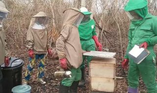 Beekeeping in Congo Basin