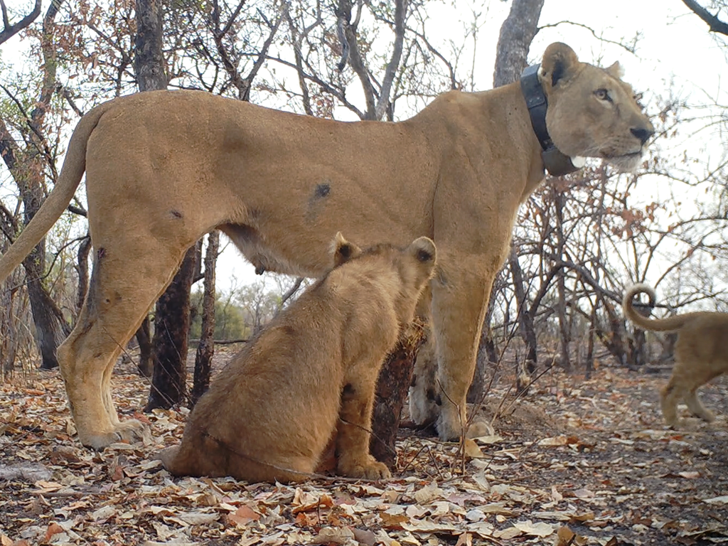 Senegal Lion NiokoloKoba