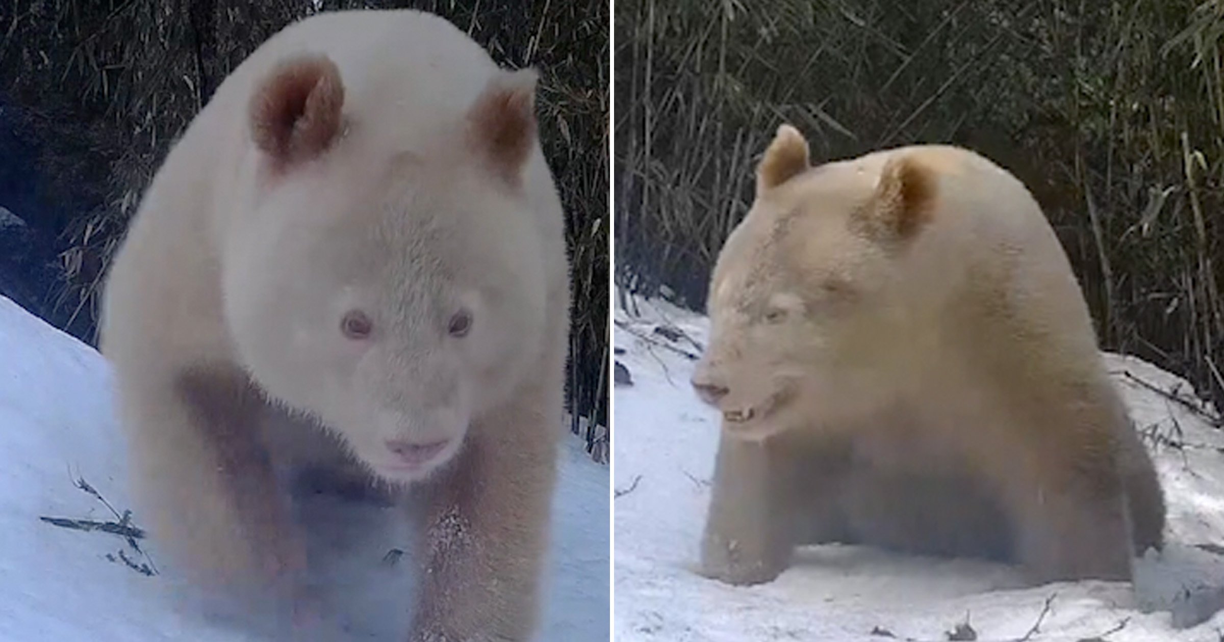 World’s Only Known Albino Panda is Caught on Camera in China